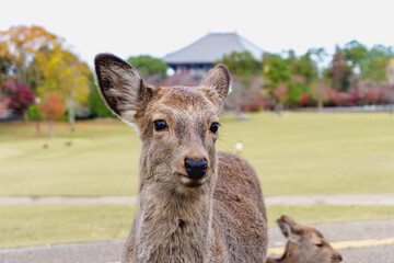 Close-up of deer stands close to the camera, its ears perked up, with a blurred background in fall foliage or autumn season. Nara Park, japan.