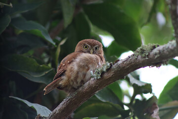Young Owl