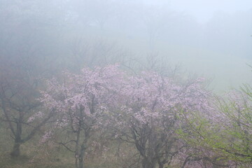 霧に包まれる桜