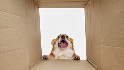 Dog peeks out of cardboard box with its mouth wide open and tongue out. Its front paws rest on edge...