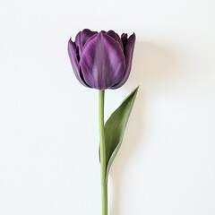 Elegant Purple Tulip on Display Against a Clean White Background, Showcasing Its Beautiful Petals and Vibrant Color With a Single Green Leaf