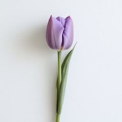 Naklejka premium Purple Tulip With Soft Petals and Long Green Stem Resting Against a White Background in a Serene Indoor Setting