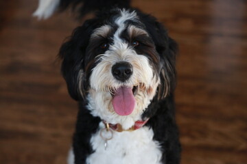 happy bernedoodle puppy 