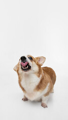 Wide angle view portrait of purebred funny young Corgi dog with tongue out ready to eat delicious food. Dog posing against white background. Concept of animals, grooming, veterinary, love and care. Ad