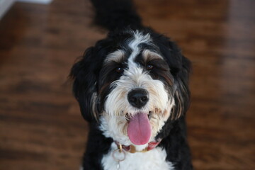 happy bernedoodle puppy in a house