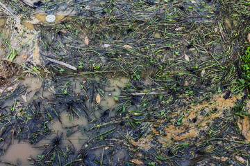 View of irrigation canal with weeds and debris flowing together with strong flowing dirty brown water due to soil and mud from forest after heavy rains and floods. La Nina crisis, Water pollution.