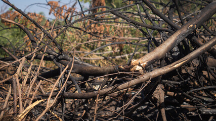 burnt tree The trunk turns black from the heat and the leaves turn brown. Concept of nature...