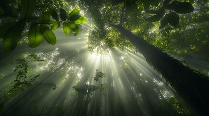 Rainforest Canopy: Capture the lush canopy of a rainforest, showcasing the diverse plant life and the sunlight filtering through the leaves