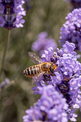 Busy Bee Gathering Golden Pollen from Lavender Flowers in the Warm Glow of a Vibrant Summer Day in a Blooming Garden