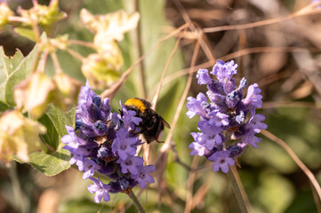 Fluffy Bumblebee Resting on a Lavender Blossom Surrounded by Vibrant Purple Flowers and Bright Sunlight in a Wild Summer Garden