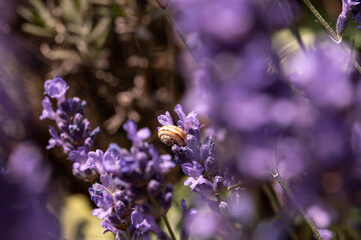 Small Snail with a Spiral Shell Crawling on Lavender Blossom Surrounded by Vibrant Purple Flowers in a Tranquil Sunlit Garden