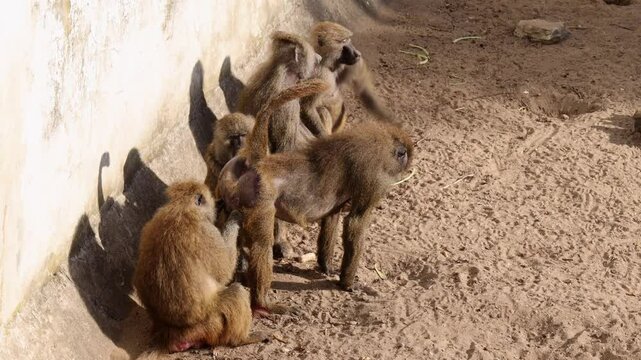 one monkey grooming and picking fleas from the other. yellow baboons (Papio cynocephalus) interacting on sunlit sand. natural animal behavior in their habitat 