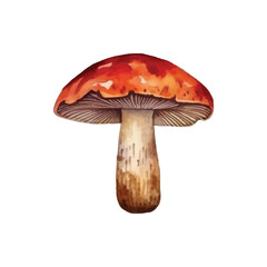 flaming mushroom plant watercolor vector illustration white background
