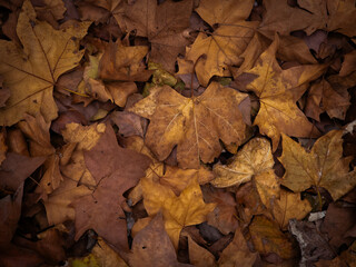 autumn leaves on the ground