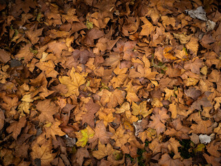 autumn leaves background