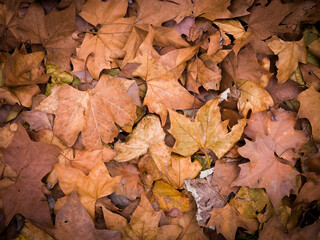 autumn leaves background