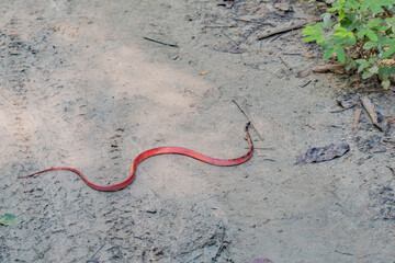 Snake in the wild slipping away.