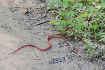 Snake in the wild slipping away.