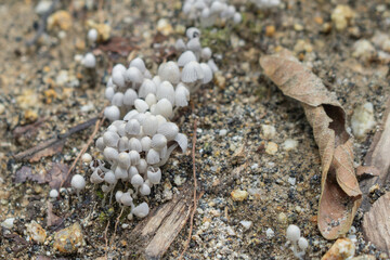 Mushrooms in the wild.