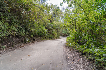 The road in the jungle.