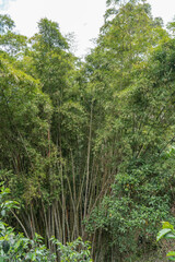 Obraz premium Beautiful view over the jungle at Salento in Colombia.