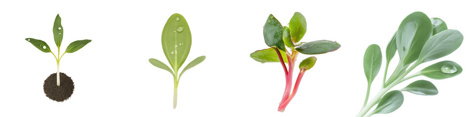 Fototapeta premium Green Seedlings with Water Droplets Showcasing Growth Stages in a Fresh and Natural Environment