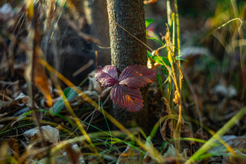 red raspberry leaves in autumn