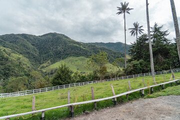 Fototapeta premium Palm trees in the mountains of Salento. 