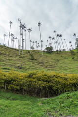Fototapeta premium Palm trees in the mountains of Salento. 