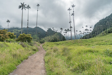 Palm trees in the mountains of Salento. 