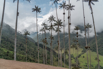 Palm trees in the mountains of Salento. 