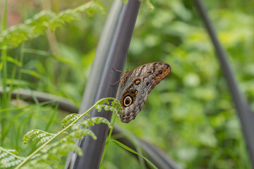 Butterfly in the jungle.