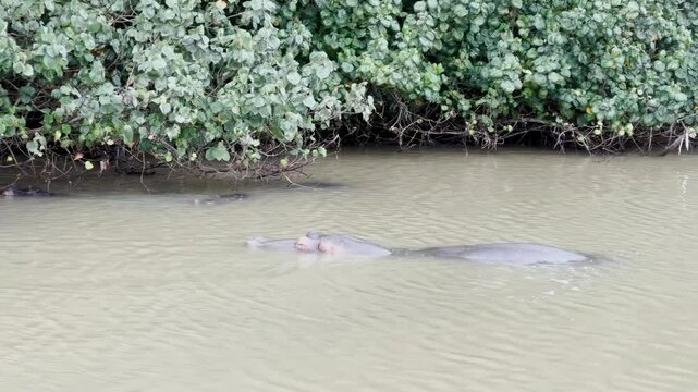 Hippopotamus in the water, hippos swimming in the river, National Park, South Africa