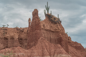 green cactus in the tatacoa desert colombia