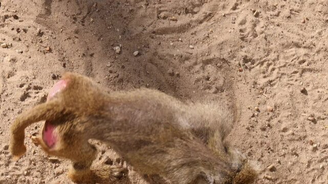 Yellow baboon (Papio cynocephalus) digs in the sand. The primate demonstrates natural behavior in the wild. Captivating scene of African wildlife in its natural environment.