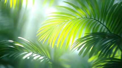 Obraz premium Sunlit palm fronds in lush green foliage.