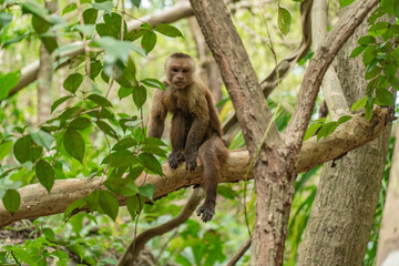 Wild monkey in the jungle of Tayrona National Park in Colombia. 