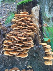 Mushrooms in the forest