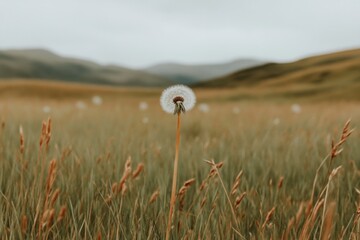 In a serene landscape, a single dandelion blooms gracefully amid a sea of grass, surrounded by rolling hills and a gently clouded sky, creating a tranquil atmosphere