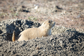 Black-tailed prairie dog