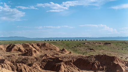 Camel Caravan on the Vast Mongolian Steppes