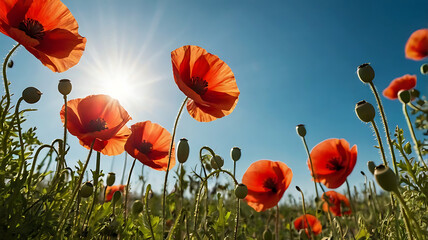 Obraz premium field of red poppy flower with sunburst shot from below. beautiful nature background against the blue sky 