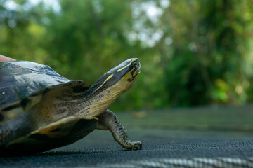 turtle on a rock