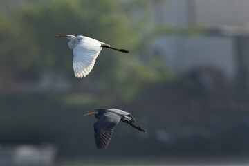 A pair of Western reef heron in flight at Tubli bay, Bahrain