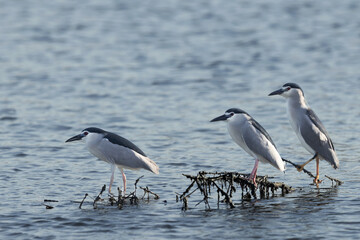 Black-crowned Night herons at Tubli bay, Bahrain