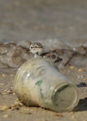 Kentish Plover chick behind a plastic glass at Busiateen coast, Bahrain