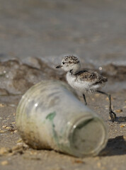 Kentish Plover chick behind a plastic glass at Busiateen coast, Bahrain