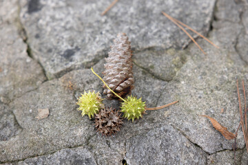 Old fallen pine cone