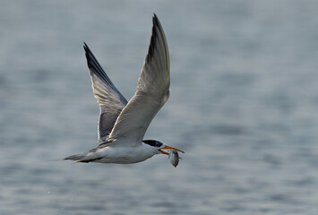 Lesser Crested Tern with a fish catch, Bahrain