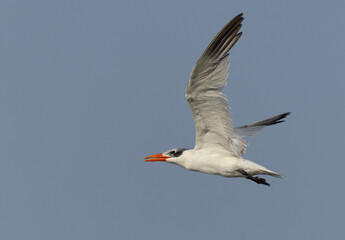 Caspian tern in flight at mameer coast, Bahrain